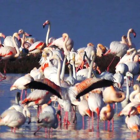 Guido Reni * Lido di Spina