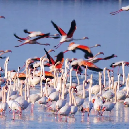Guido Reni Lido di Spina