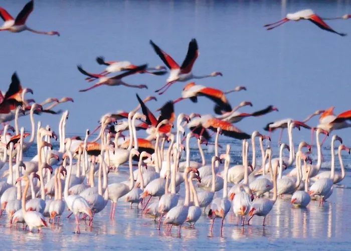 Guido Reni ليدو دي سبينا