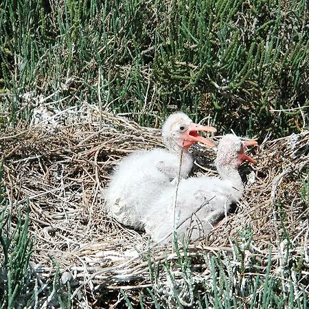 Guido Reni アパート *