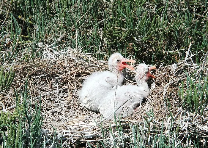 Guido Reni Lägenhet *